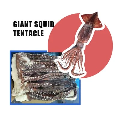 BQF Frozen Giant Squid Tentacle